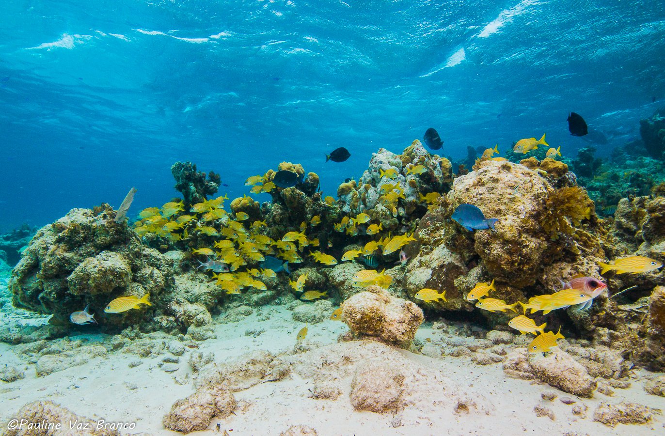Snorkel trip