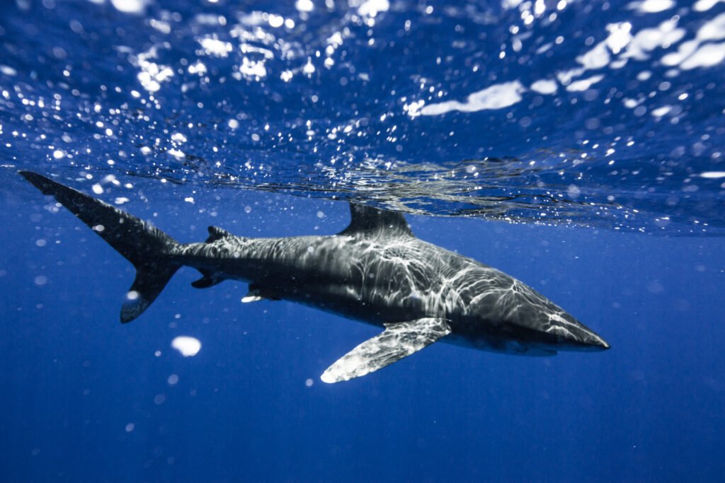 Oceanic white tip