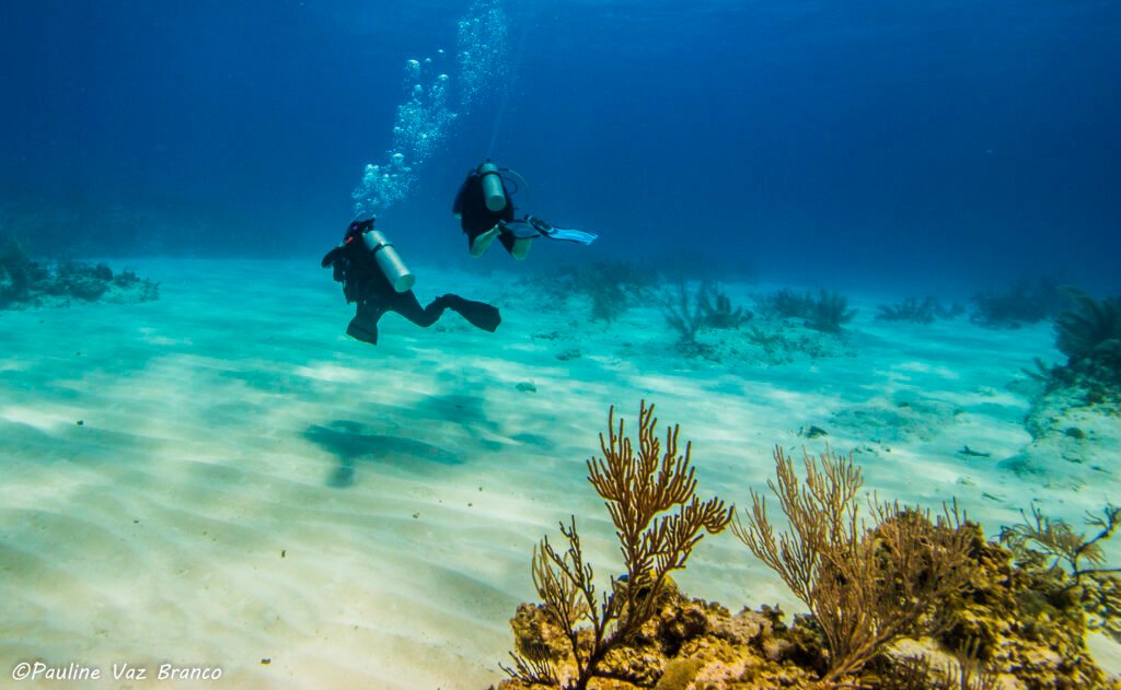 The nursery Dive site